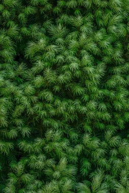 Alberta Spruce Maingold 'un iğne deseni - Picea glauca, yeşil arka plan