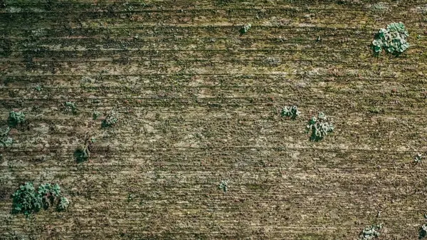 Yeşil yosun ve yosun ile kaplanmış eski ahşap yüzey, doğal arka plan. — Stok fotoğraf