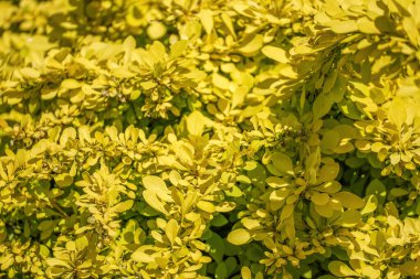 Sarı böğürtlen çalısı Altın Halı - berberis thunbergii, doğal duvar kağıdı