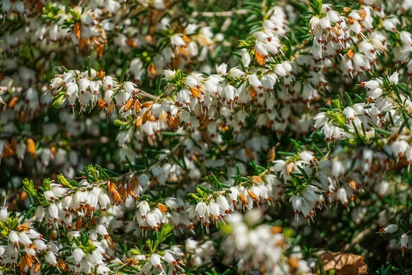 Heather roślin zbliżenie, Erica x darleyensis White Perfection - wiosenna tapeta — Zdjęcie stockowe