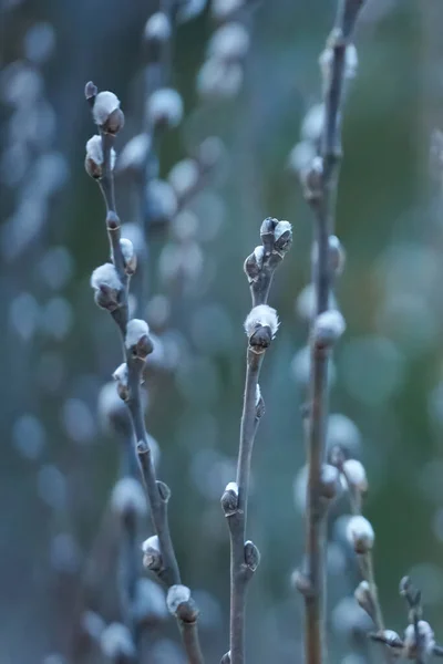 Pussy willow branches with catkins on blurred background, springtime blooming — Stock Photo, Image