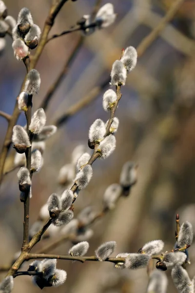 Pussy willow branches with catkins on blurred background, springtime blooming — Stock Photo, Image