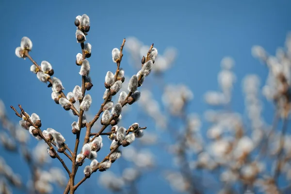 Pussy willow branches with catkins on blue sky background, springtime blooming — Foto de Stock