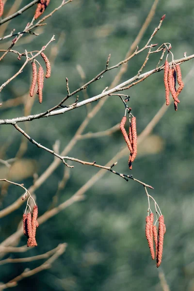 Brown alder catkins on the green blurred background, spring - alnus glutinosa — стокове фото