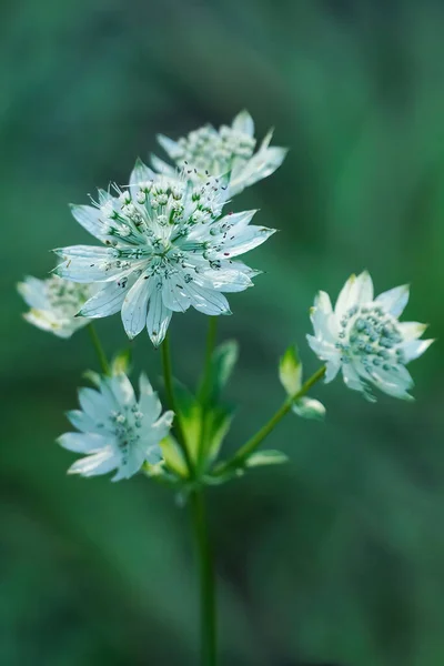 Branco grande masterwort florescendo closeup no verão, verde desfocado fundo — Fotografia de Stock