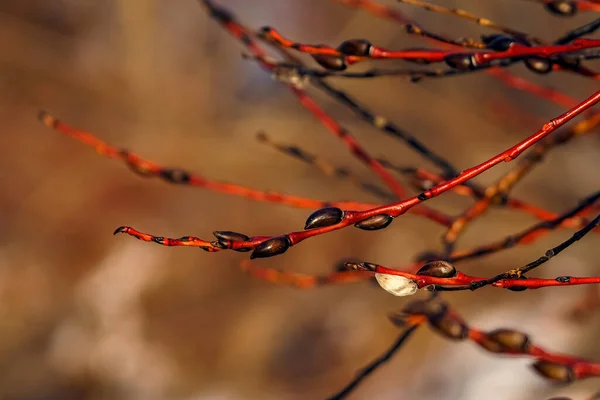 Red willow branches with springtime swollen buds close-up on blurred background — Stock Photo, Image