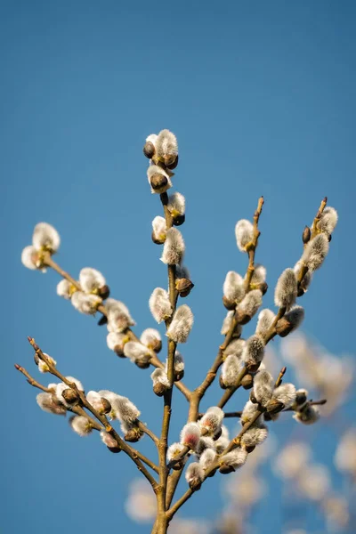 Pussy willow branches with catkins on blue sky background, springtime blooming — Stock Photo, Image