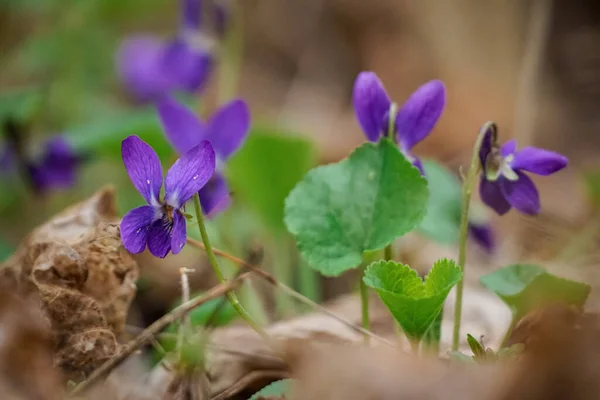 Bahar ormanlarında mor çiçekler açar. Kapatın. Tatlı menekşe, keman kokusu — Stok fotoğraf