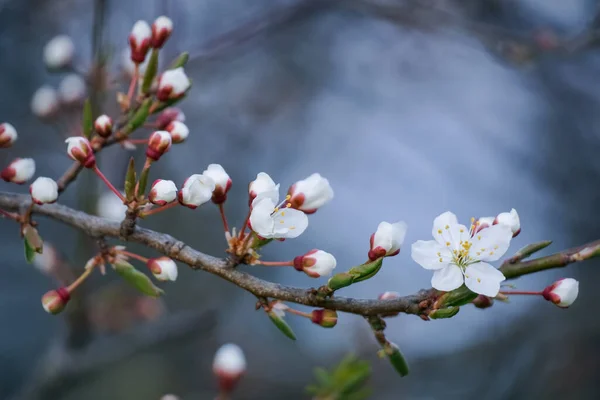 Wiśniowe drzewo gałąź skoku kwitnące białe kwiaty. Prunus cerasus — Zdjęcie stockowe