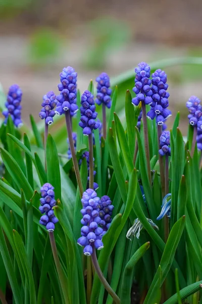 Όμορφα μπλε λουλούδια υάκινθος μουσκάρι aucheri σταφύλι σε θολή φόντο — Φωτογραφία Αρχείου