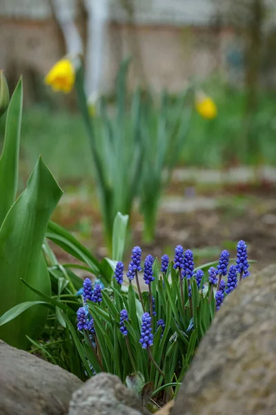 Güzel mavi üzüm sümbülü muscari aucheri çiçekleri bulanık arkaplanda — Stok fotoğraf