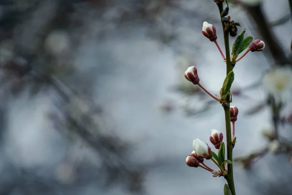 Вишневе дерево гілка весняного цвітіння білих квітів. Прунський каштан — стокове фото