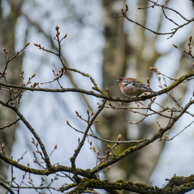 Chaffinch ilkbaharda genç bir dalda oturur. Fringilla coelebs