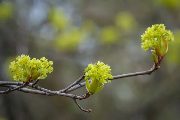Maple branches close up with blooming green yellow flowers on blurred background — Stock Photo, Image