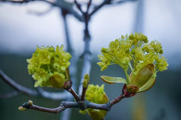 Las ramas de arce se cierran con flores verdes amarillas en un fondo borroso — Foto de Stock