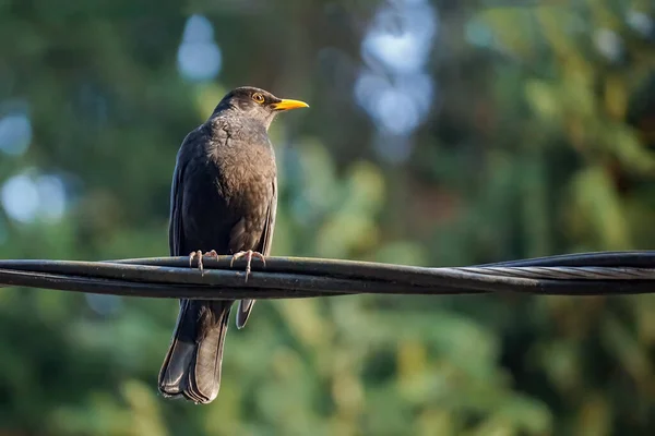 Blackbird siedzi na drucie na rozmytym zielonym tle, zbliżenie — Zdjęcie stockowe