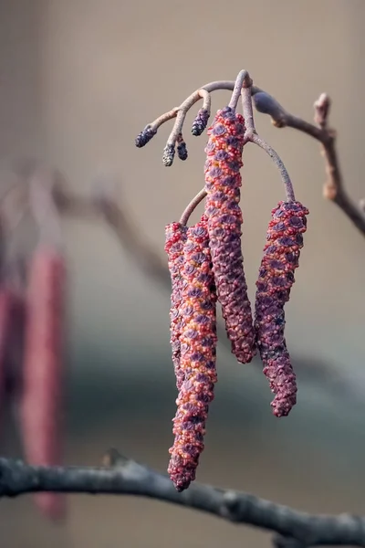 Aliso marrón en primer plano sobre el fondo borroso, primavera - alnus glutinosa — Foto de Stock