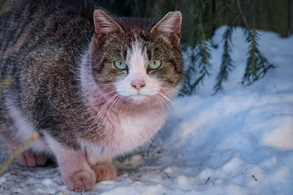Carino gatto marrone con seno bianco si siede nella neve e guarda nella lente — Foto Stock