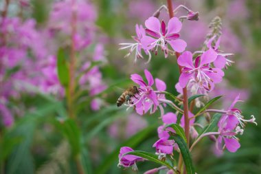 Arı pembe Fireweed çiçeği üzerinde çalışıyor. Büyük Rosebay Willowhere, bombacı