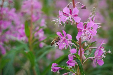 Bee works on the pink purple Fireweed flower. Great rosebay willowherb, bombweed clipart