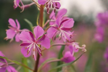 Pembe Fireweed çiçeği. Büyük Rosebay Willowhere, bombacı. Yakın çekim, makro