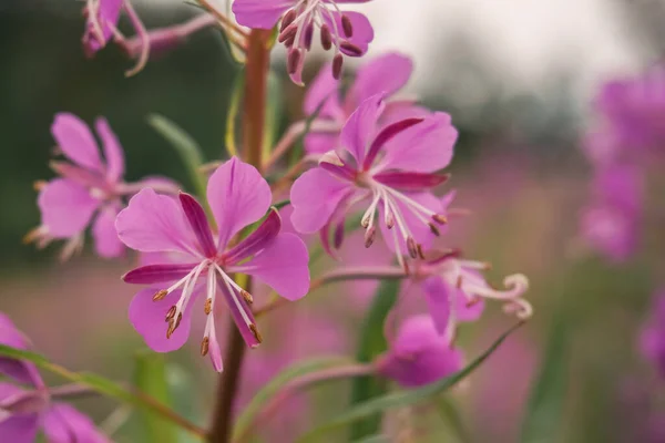 Różowy fioletowy Fireweed kwiat. Świetne zioło Rosebay Willowherb, bombweed. Zbliżenie, makro — Zdjęcie stockowe