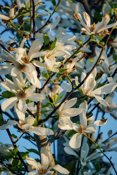 Fehér magnólia virágok virágzik tavasszal, közelkép kék ég háttér — Stock Fotó