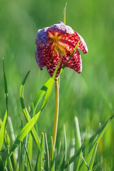 Голова змій пурпурова і бузкова квітка - Фрітіларія Мелереґріс. — стокове фото