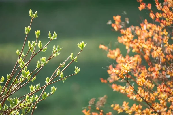 Весняні гілки куща з молодим зеленим і помаранчевим листям, розмитий фон — стокове фото
