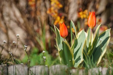 Kırmızı lale. Güzel çiçekler. Bahar mevsiminde, bulanık bir arkaplanda.