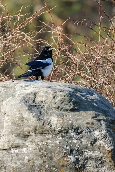 Magpie bird sitting on a stone on a sunny day, selective focus. Pica pica — стоковое фото