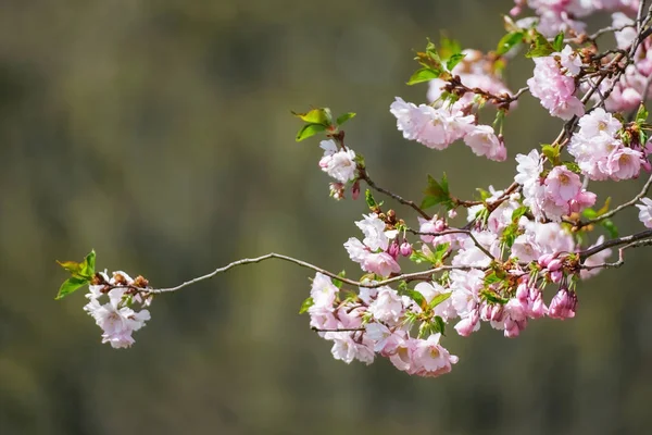 Tavaszi sakura fényes rózsaszín virágok virágzik zöld homályos háttér — Stock Fotó