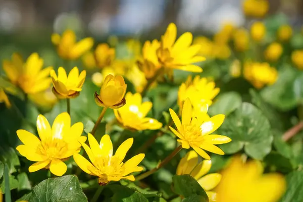Flores amarelas da primavera de menor celandine, ficaria verna ou figo buttercup — Fotografia de Stock