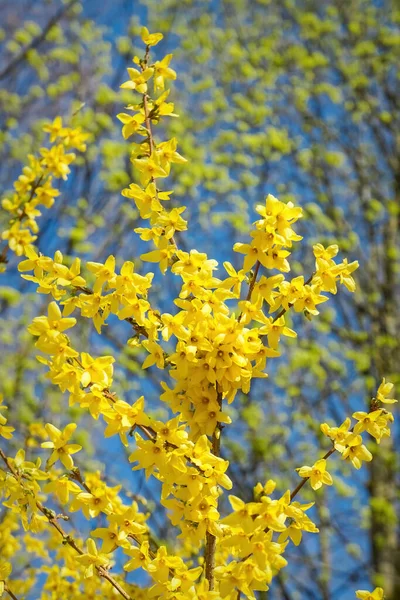 Bush with small and bright yellow flowers, Forsythia Intermedia Spectabilis — Foto de Stock