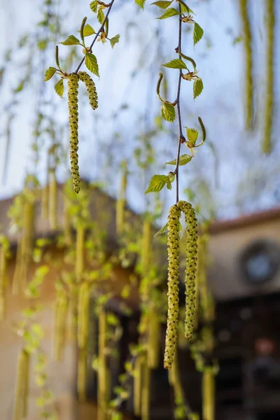 Springtime tree birch branches with young fresh green leaves, buds and catkins. — Foto de Stock
