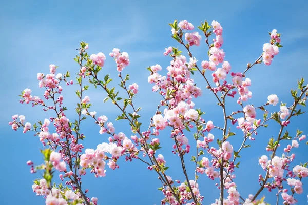 Wiosna sakura jasne różowe kwiaty kwitnące na błękitnym tle nieba — Zdjęcie stockowe