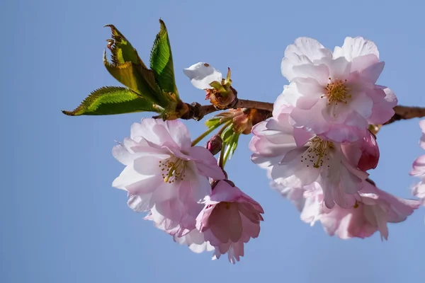 Tavaszi sakura fényes rózsaszín virágok virágzik közelről kék ég háttér — Stock Fotó
