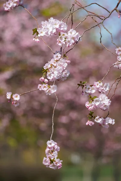Tavaszi sakura fényes rózsaszín virágok virágzik elmosódott napos nap háttér — Stock Fotó