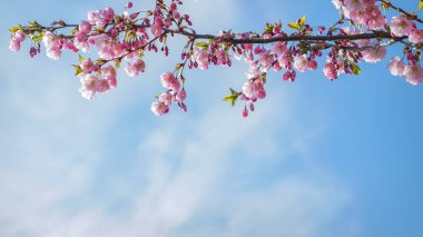 Mavi arka planda açan parlak pembe çiçekler açan Sakura dalı.