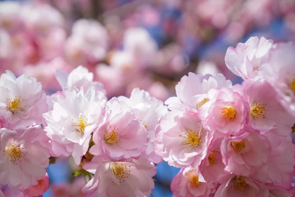 Sakura jasnoróżowe wiosenne kwiaty kwitnące z bliska na rozmytym tle — Zdjęcie stockowe