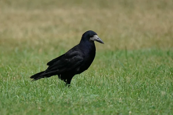 One black rook stands on the green grass. Bird Eurasian rook - Corvus frugilegus — Fotografia de Stock