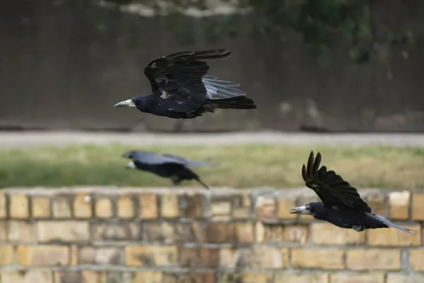 Three black rooks in flight —  Fotos de Stock