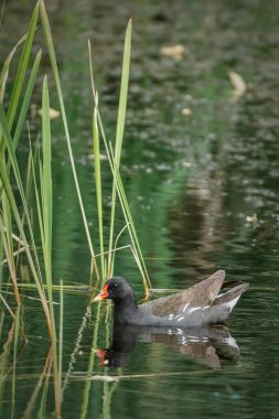 Moorhen yeşil sazlıkların yanındaki gölde yüzer. Yaygın bozkır tavuğu - Gallinula Chloropus
