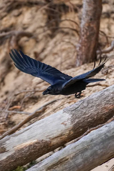 Ворон в полете в лесу на фоне стволов деревьев - Corvus corax — стоковое фото
