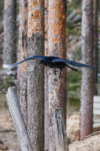 Corvo em voo na floresta no fundo de troncos de árvore - corvus corax — Fotografia de Stock