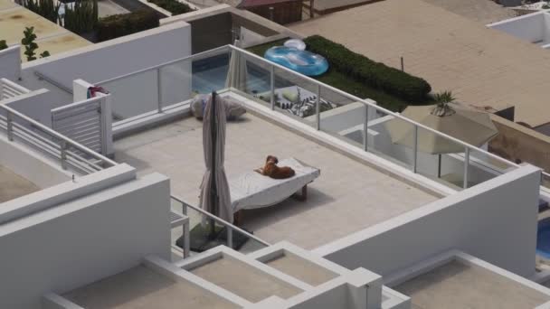 Dog Taking Sunbath Placidly Terrace Beach House Deck Chair Sunny — Stockvideo