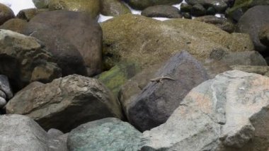 Bir kertenkelenin diğerini kovaladığı ve deniz kıyısında bir kayadan diğerine atladığı ve gün içinde taşlarla çarpıştığı yakın plan.