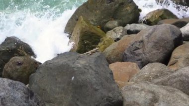 Bir kertenkelenin koşup zıplarken arka planda ve deniz kıyısında deniz dalgaları gün içinde taşlarla çarpışırken 4k