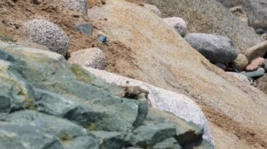 4K 'de plajdaki kayalıklara doğru koşan bir kertenkelenin yakın çekimi.