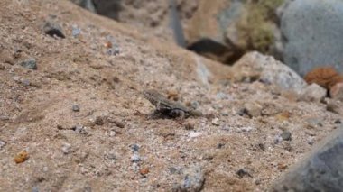Kumda bir kertenkelenin yakın çekimi ve kameraya bakmak ve gün içinde plajda kayalıklarda koşmak.